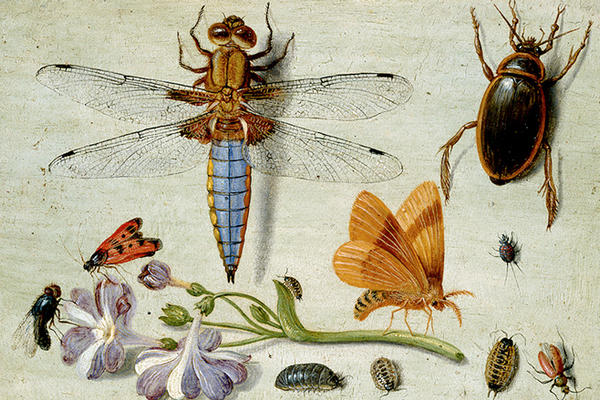 Detail of insects from painting by Jan van Kessel I
