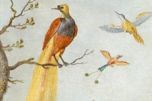 Bird of paradise, from circle of Jan van Kessel, Study of Birds and Monkey